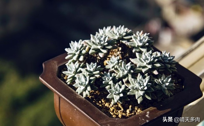 多肉仙女杯繁殖,多肉仙女杯如何快速服盆