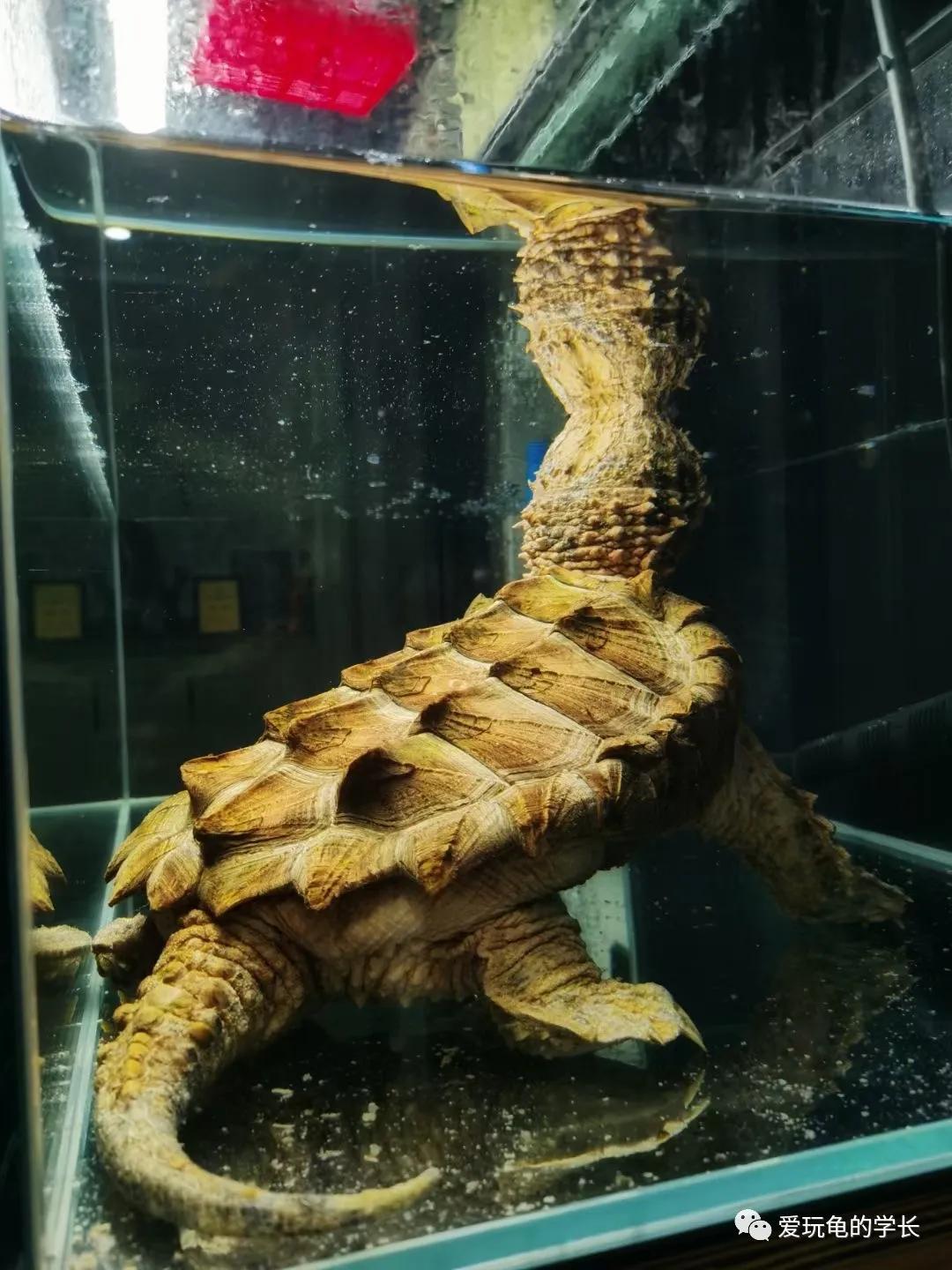 佛鳄龟最佳饲养温度,佛鳄龟黑色环境饲养