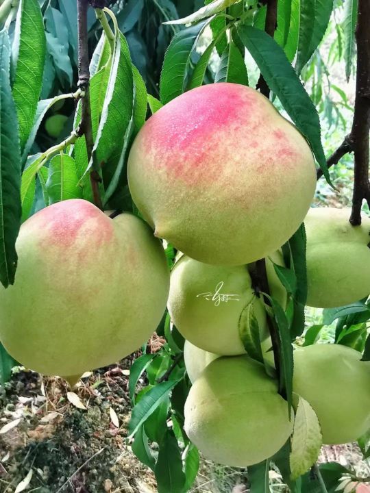 水果季，虚寒人群如何正确吃水果