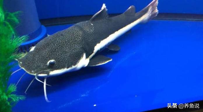 清理鱼缸污渍小妙招,清理鱼缸污垢最好的方法