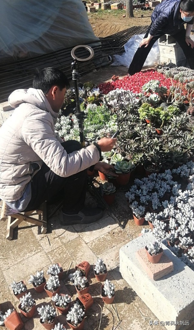 二月二龙抬头愿远方的你一切安好,龙抬头告别过去迎接未来