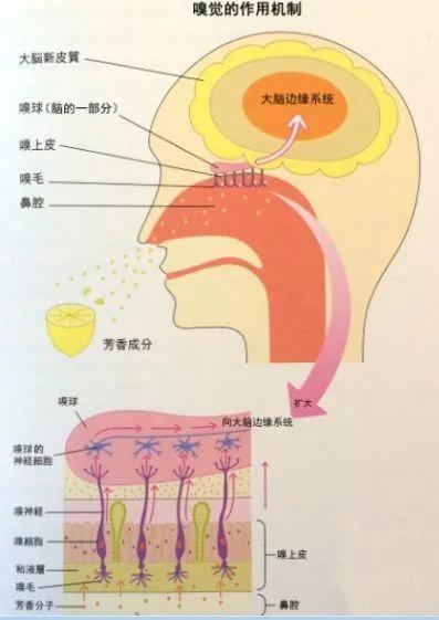 认知症音乐训练方案,认知症疗法
