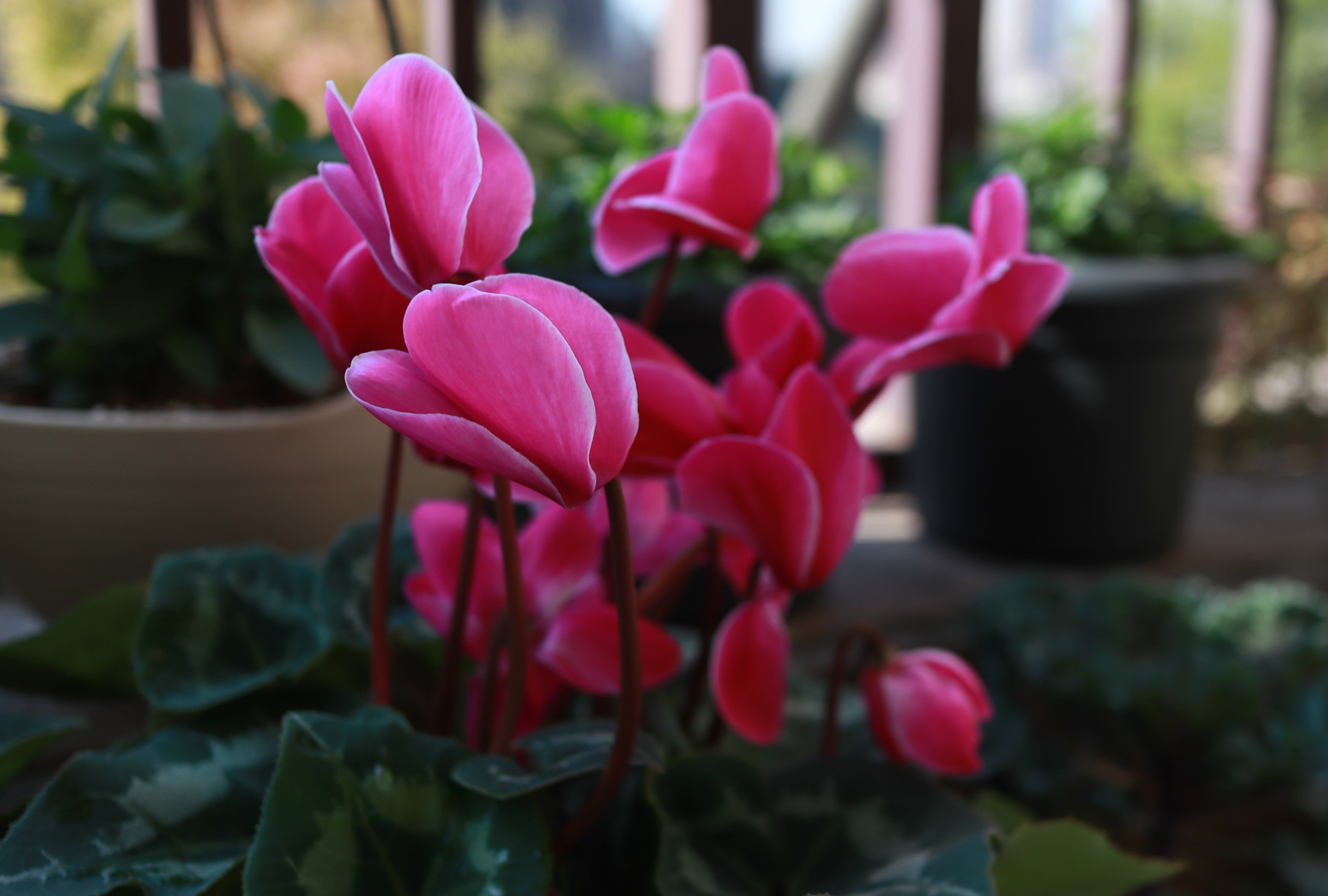 仙客来买回来就打蔫了什么原因,仙客来买回来花就垂下来了