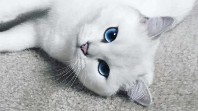 猫咪的眼睛有几种颜色,猫咪的眼睛大多是什么颜色的