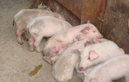 养猪猪仔腹泻怎样用药,高温天气猪发烧怎么回事