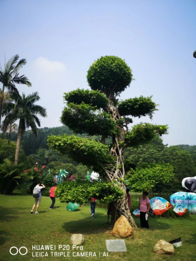 广州云台花园花展,广州云台花园咋样