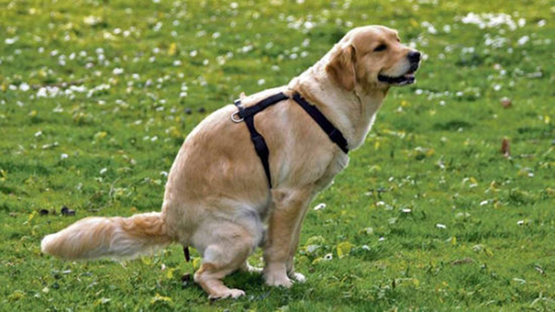 狗狗便便不干净,狗狗便便不成形特别臭是什么原因