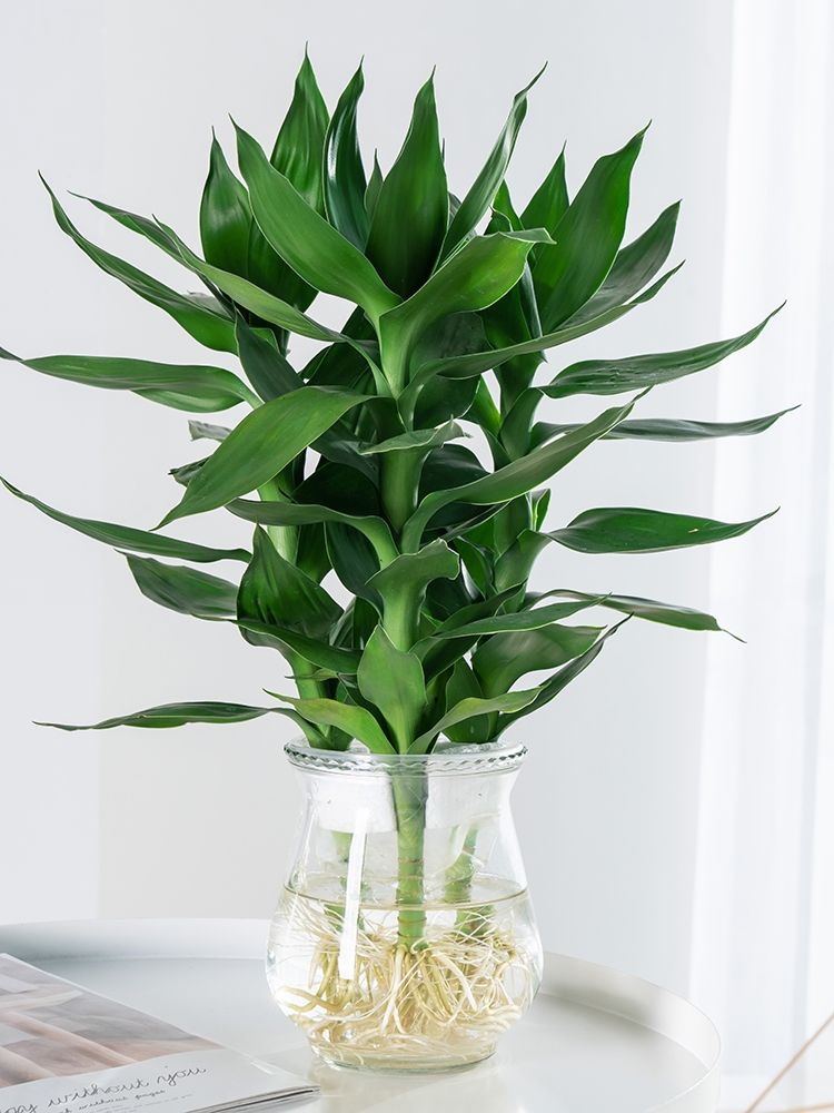 养了很多花只有绿萝最好养,绿萝养死还能养什么花