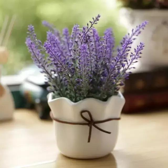 哪种植物花香助眠,安眠植物