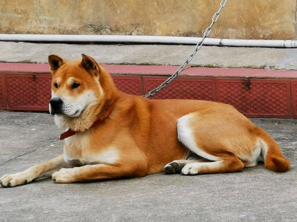 建议穷人养的10种狗便宜的品种,十大不建议穷人养的狗品种