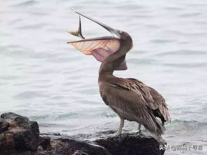 鹈鹕吞猎物到肚子里是怎么样的,鹈鹕会吞掉同类吗