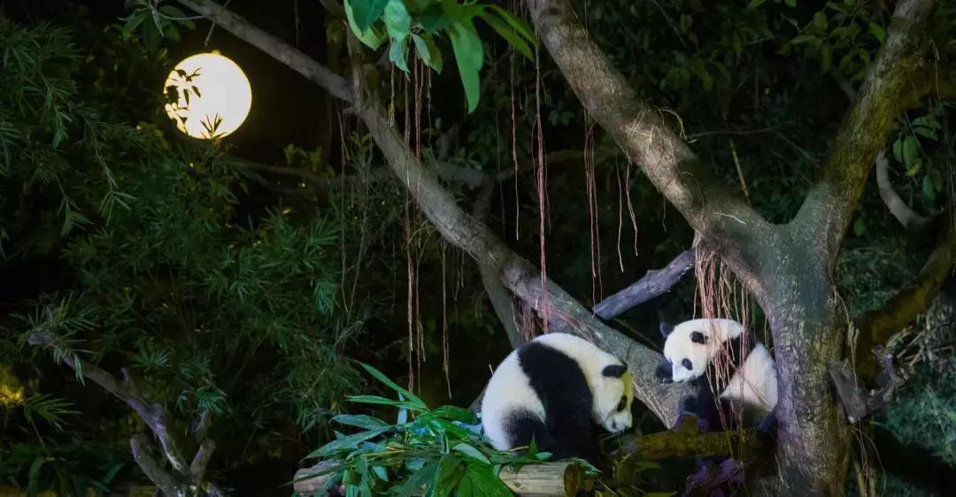 带小婴儿长隆动物园游玩攻略,亲子游玩广州熊猫酒店长隆攻略