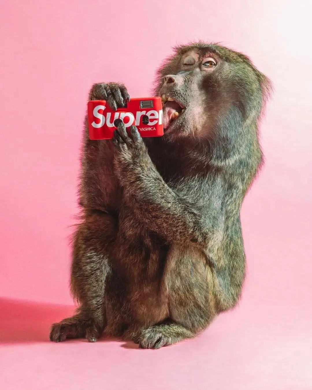 Supweek5发售清单公布！红格子带你解读本周产品