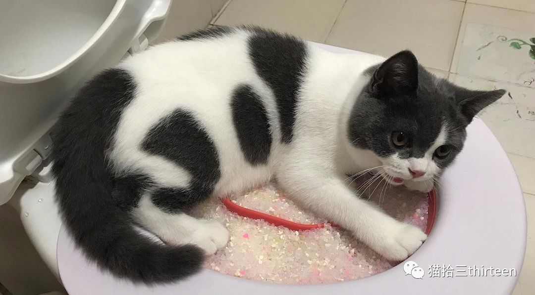 疫情期间,猫咪经常呕吐|并非肠胃问题,便秘尿闭才是罪魁祸首