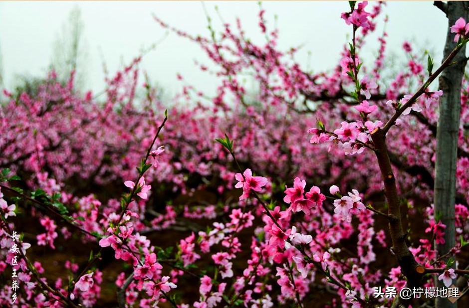 西安王莽乡桃花基地,西安王莽万亩桃花园