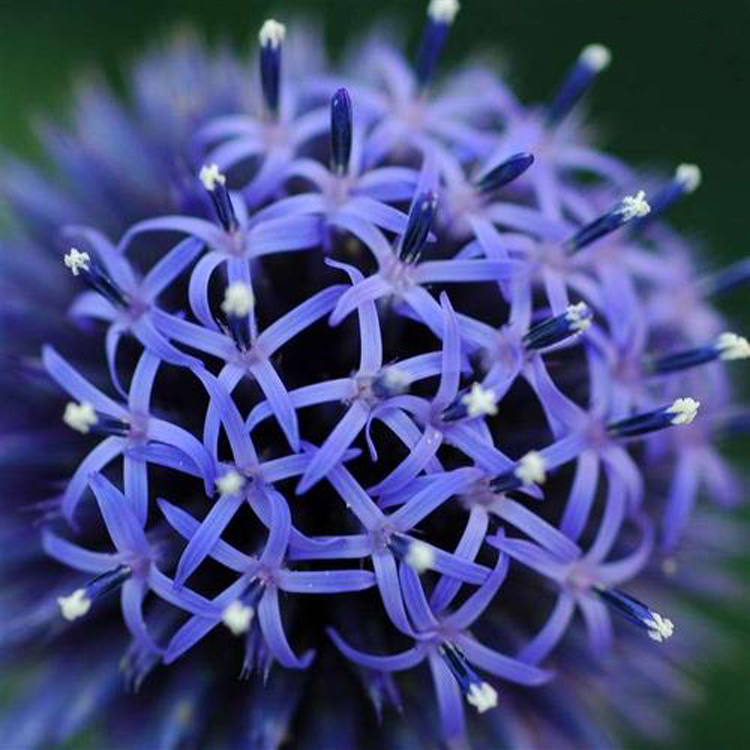 摄影微距技巧,花卉微距摄影技巧