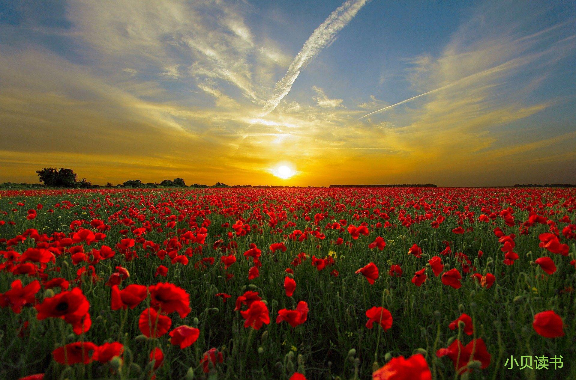 剑来吾为东道主多少章,剑来吾为东道主