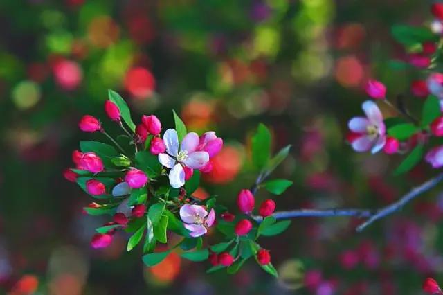 中国诗歌周刊第101期,中国诗歌周刊194期