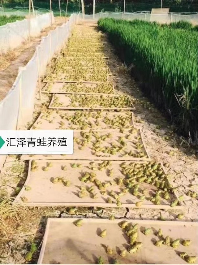 汇泽青蛙养殖前景,青蛙养殖场怎么加盟