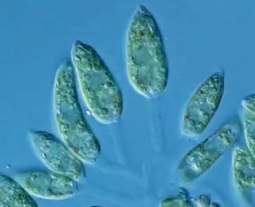 水产养殖藻类老化是怎样的,水产养殖显微镜下各种藻类