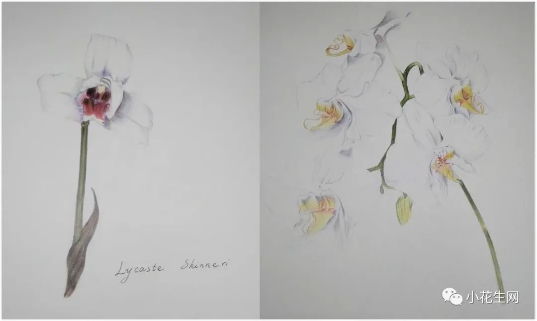 从零开始学绘画简单入门教程,从零开始学绘画必备的画