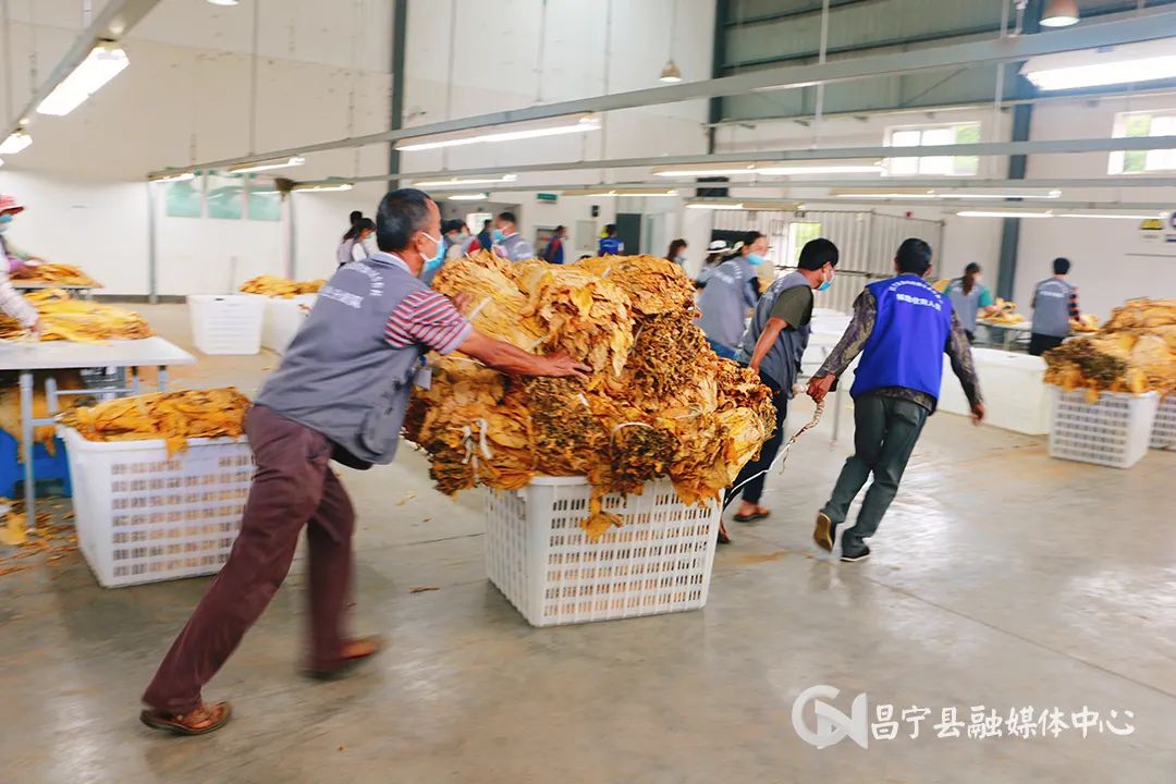 太平庄镇烤烟获丰收烟农赶烤忙 (今年烤烟开秤收购价)