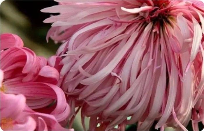 菊花100幅欣赏,菊花的十大绝美诗句