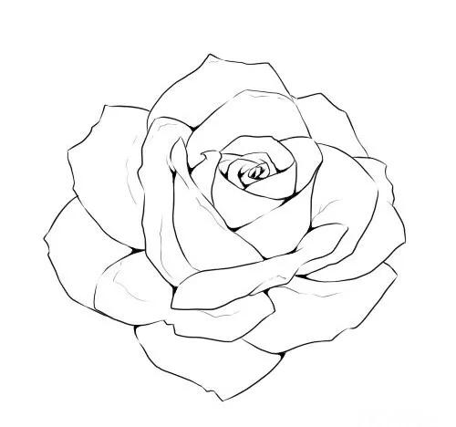 玫瑰花怎么画线稿,玫瑰花线稿图ps