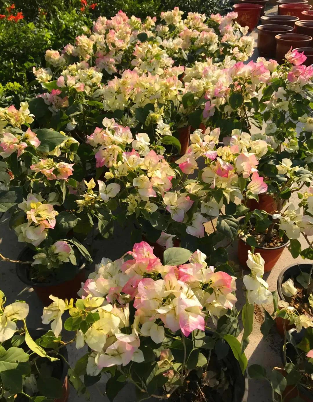 周边最便宜的大集在哪里,10元一两的大集