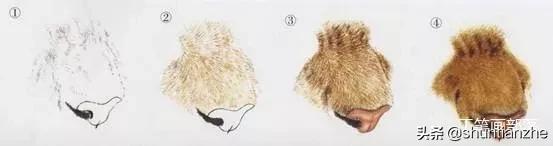 工笔老虎技法教学视频,工笔老虎胸毛的撕毛法