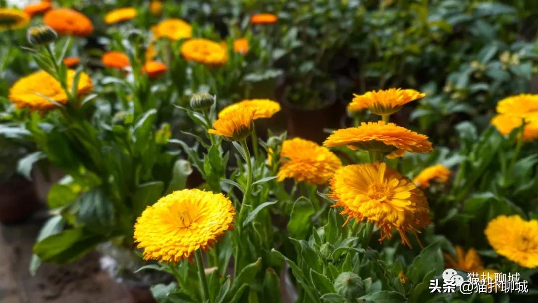 聊城最便宜的花卉批发,聊城附近的花卉市场