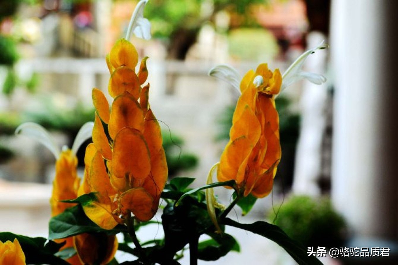 厦门海边之旅,厦门小众旅游体验