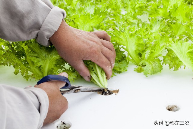 自制液体肥有效吗,农民发明灌水溶肥神器