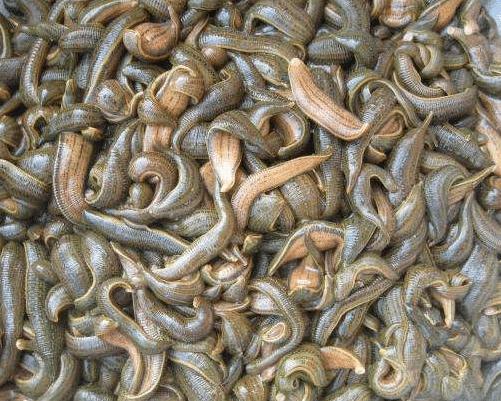 蚂蟥的生命力和繁殖能力是超强的,蚂蟥能不能在体内繁殖