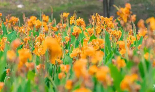 深圳花海景区推荐图片大全,深圳哪里有大片花海