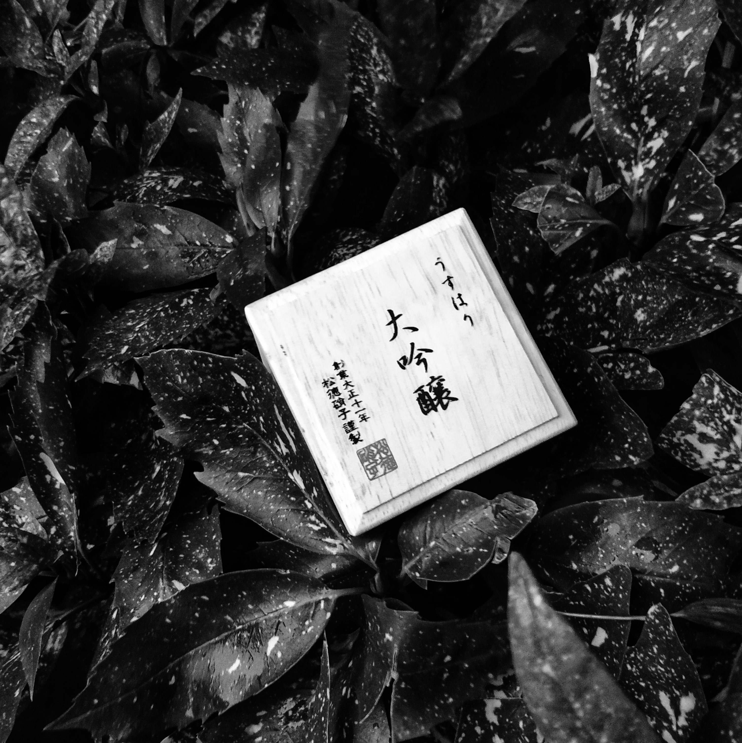 醉在樱花烂漫时：解锁季节限定大吟酿|品乐