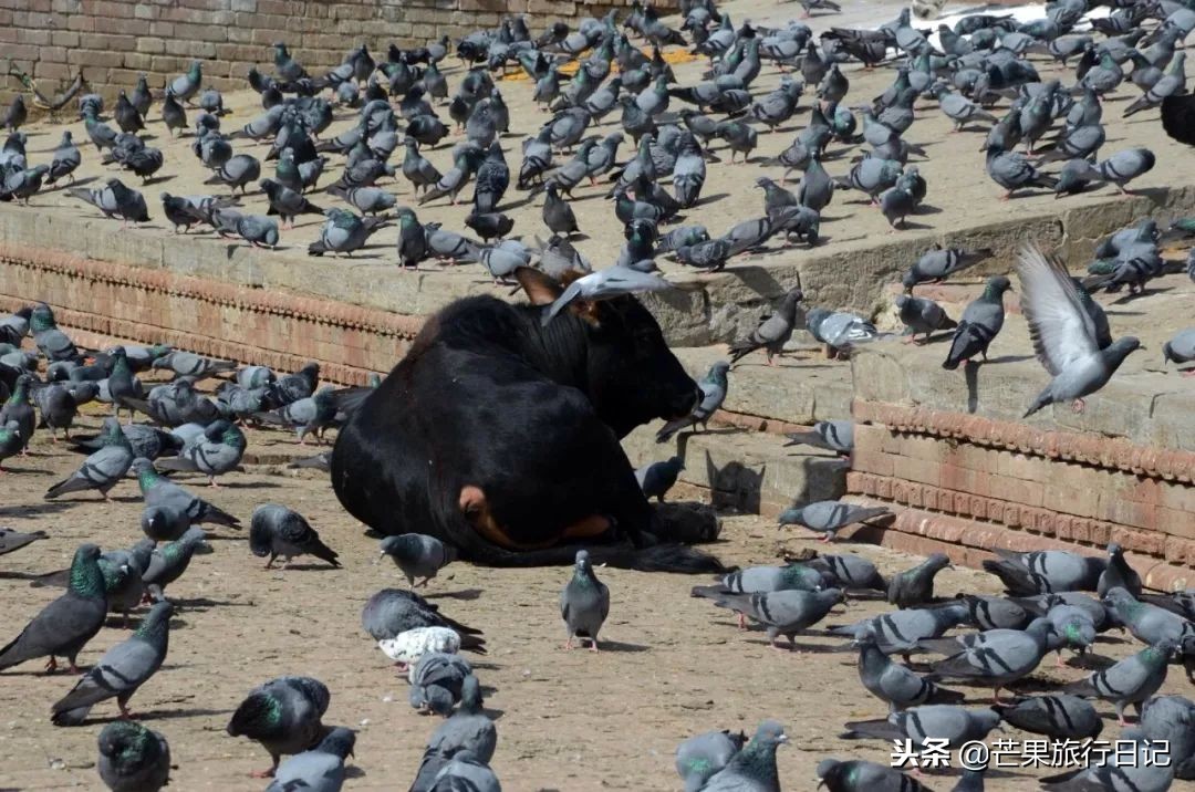 尼泊尔旅行飞机路线,尼泊尔乘汽车旅游攻略