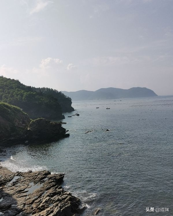 2016年獐子岛扇贝为什么回来了,扇贝回流獐子岛