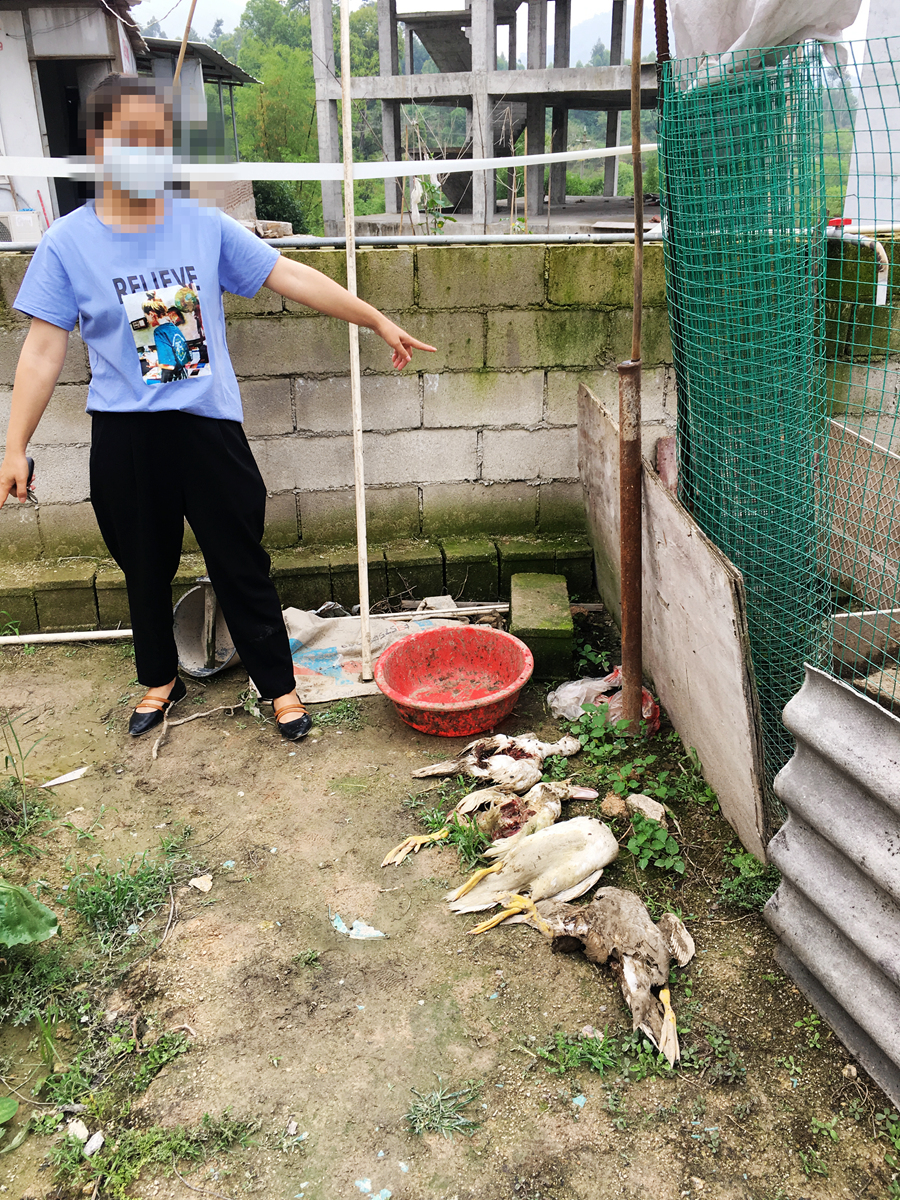 市区大型恶犬被处理,恶犬咬死鸭子