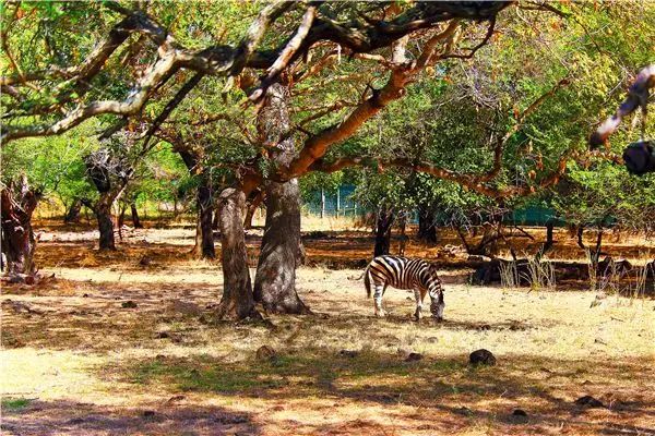 毛里求斯蜜月推荐酒店,去毛里求斯蜜月要多少钱