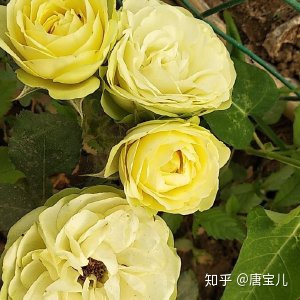 如何提升花种成活率,花种种植生活小技巧