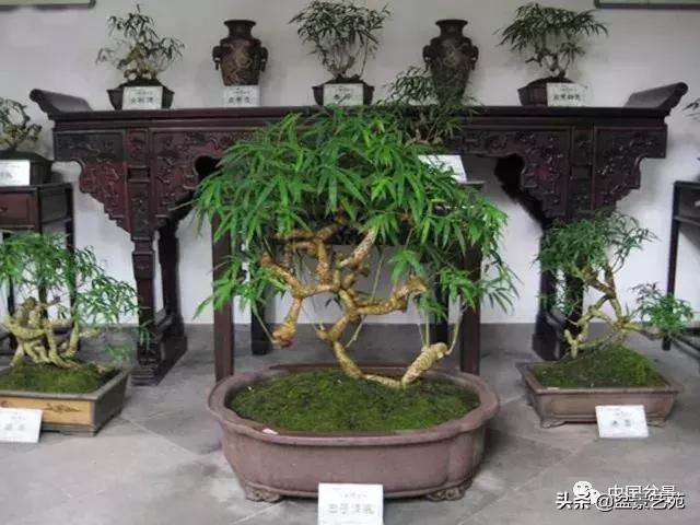 天生好养的36种盆景植物,好养的大盆景植物推荐