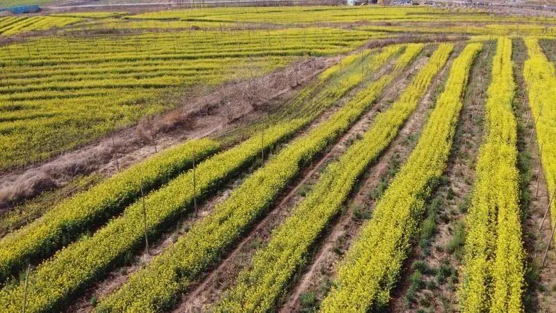 峰峰矿区哪个乡镇最好,峰峰美丽乡村都有哪些
