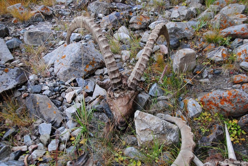 狼c调简谱教唱,狼c