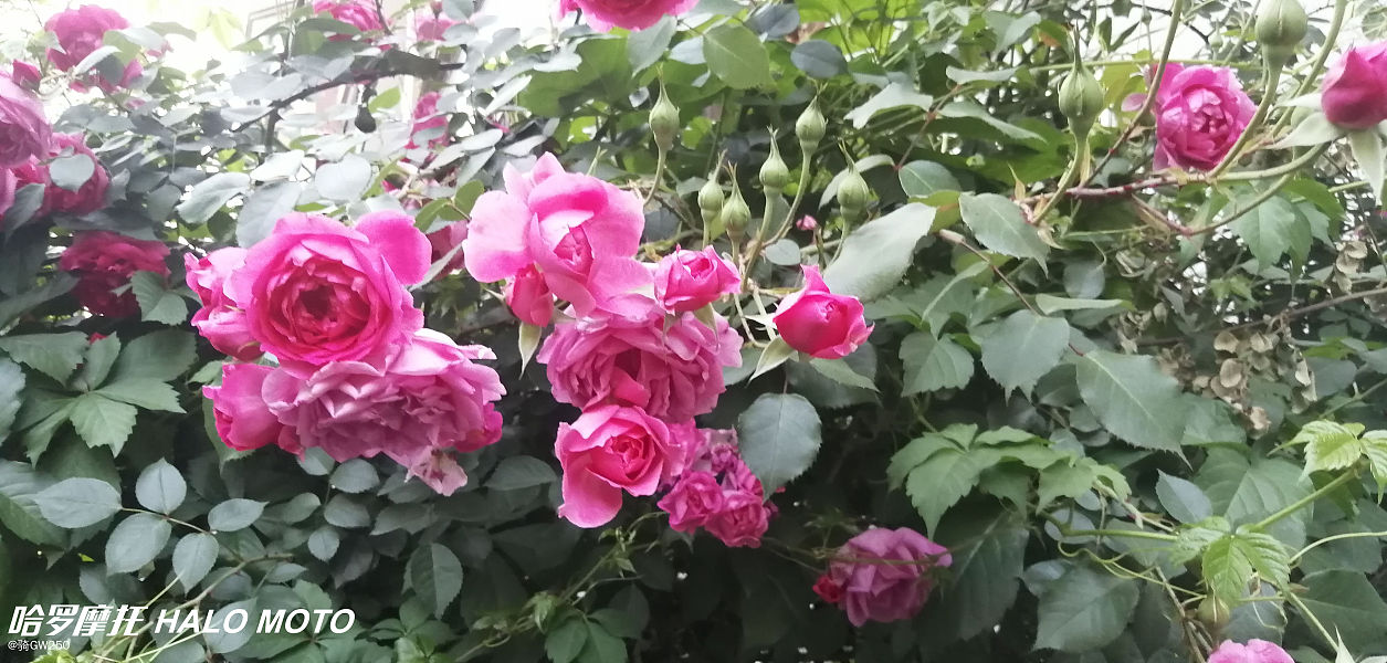 宝马摩托f750gs低配和高配的区别,宝马f750gs外观可以改成1250吗