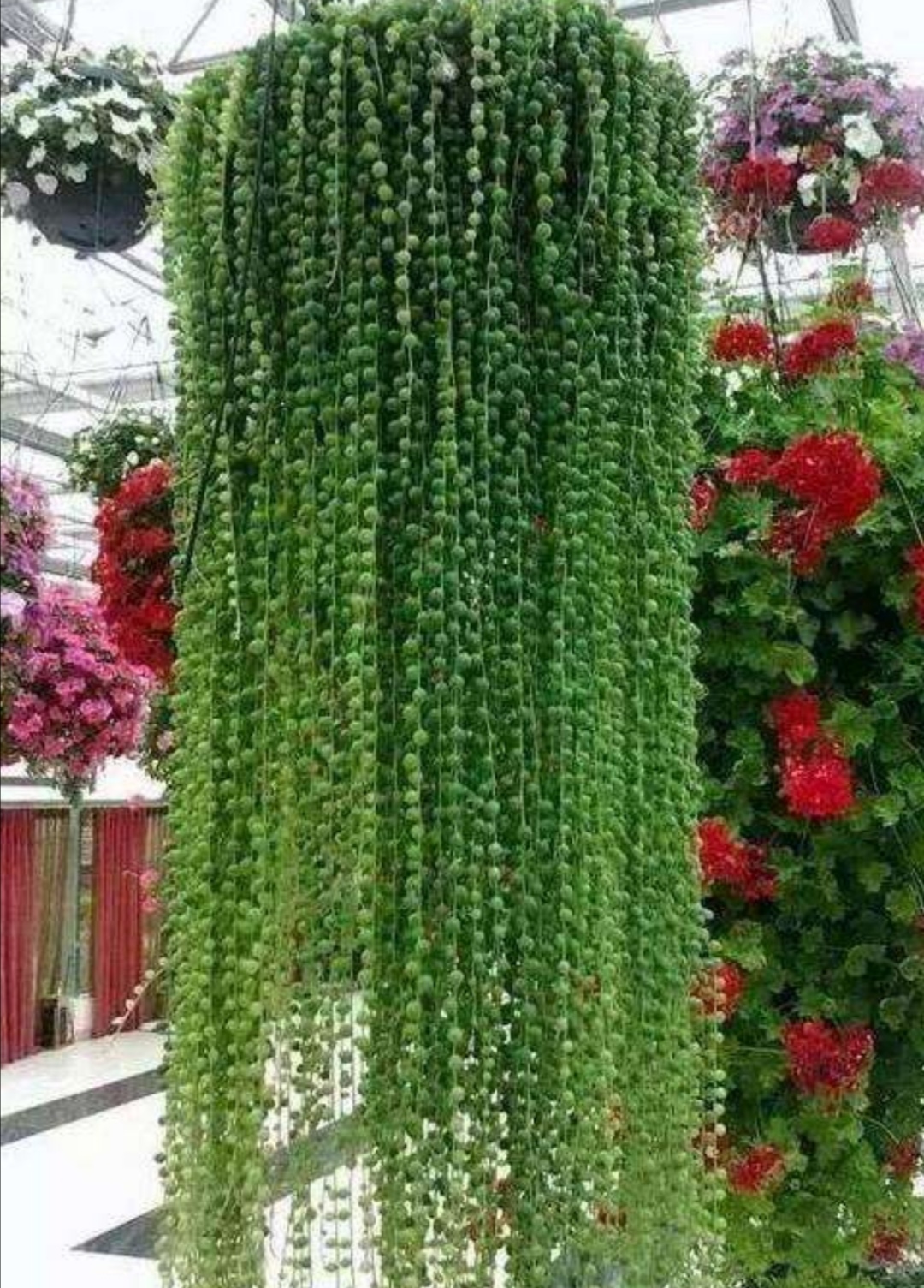 如何养珍珠吊兰,挂珍珠吊兰的花盆