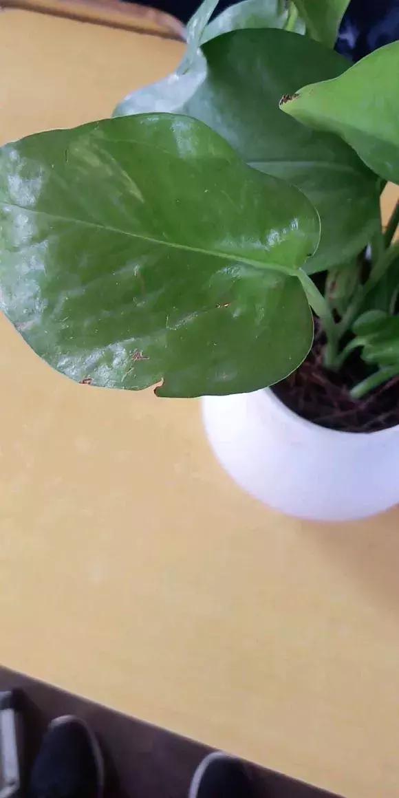 绿萝叶子烂解决方法,水培绿萝叶子开裂怎么办