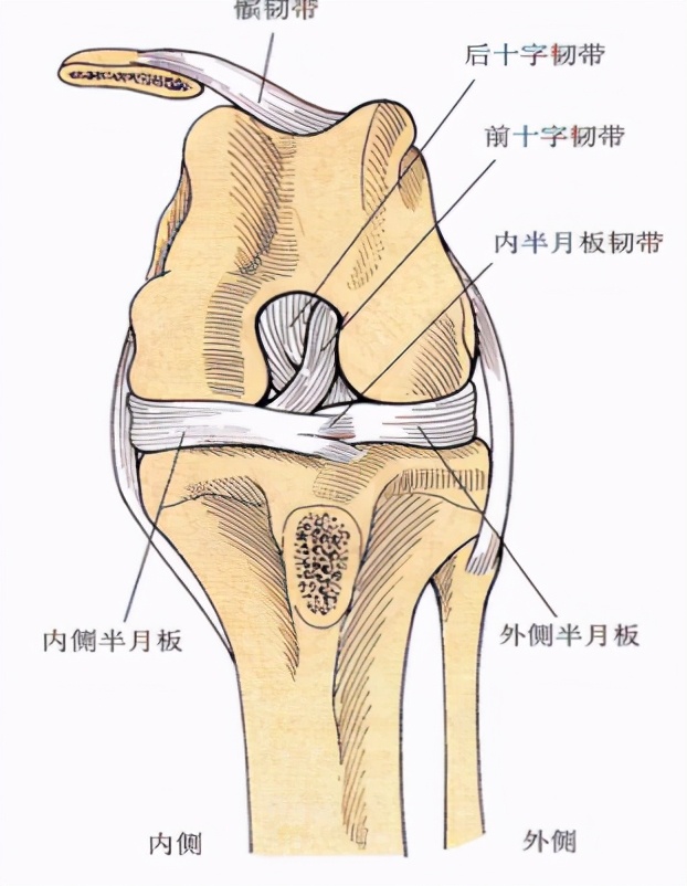 狗狗喜欢追逐移动的东西,狗狗前十字韧带撕裂