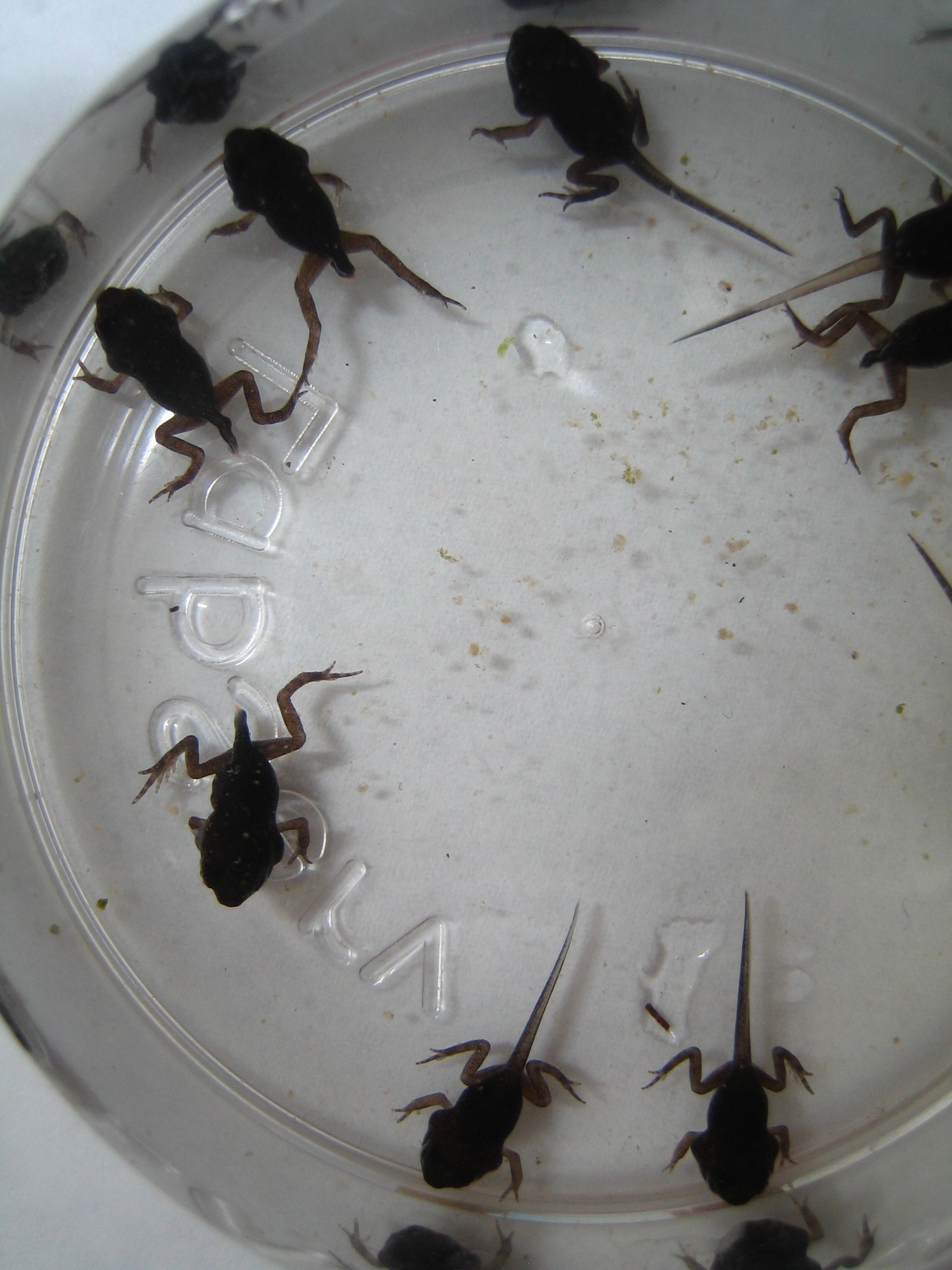 动物中性冲动最强是哪个？澳洲入侵毒蟾泛滥15亿只，人类被逼认输