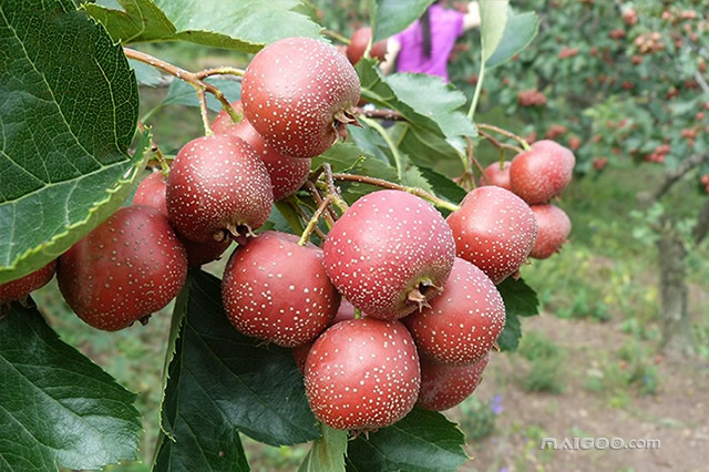 沈阳好去处17个金牌采摘园,辽宁10月采摘去哪